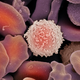 Image for article titled Hardened White Blood Cell No Longer Hesitates To Kill Viruses